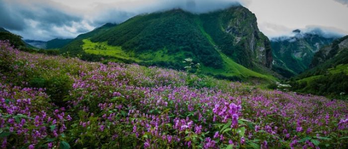 Yumthang-Valley