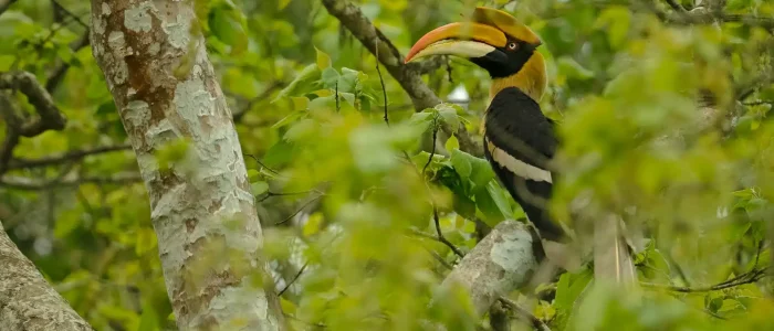 kaziranga